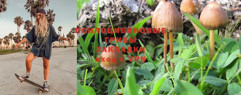 Псилоцибиновые грибы Psilocybe  мориарти наркотические препараты  Гудермес 